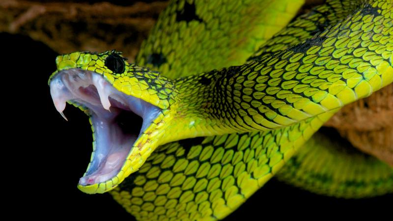 Ý nghĩa của việc nằm mơ thấy rắn: May mắn hay rủi ro?